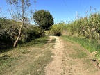 Cianequelle