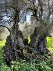 Monastiraki - Uralt-Olivenbaum